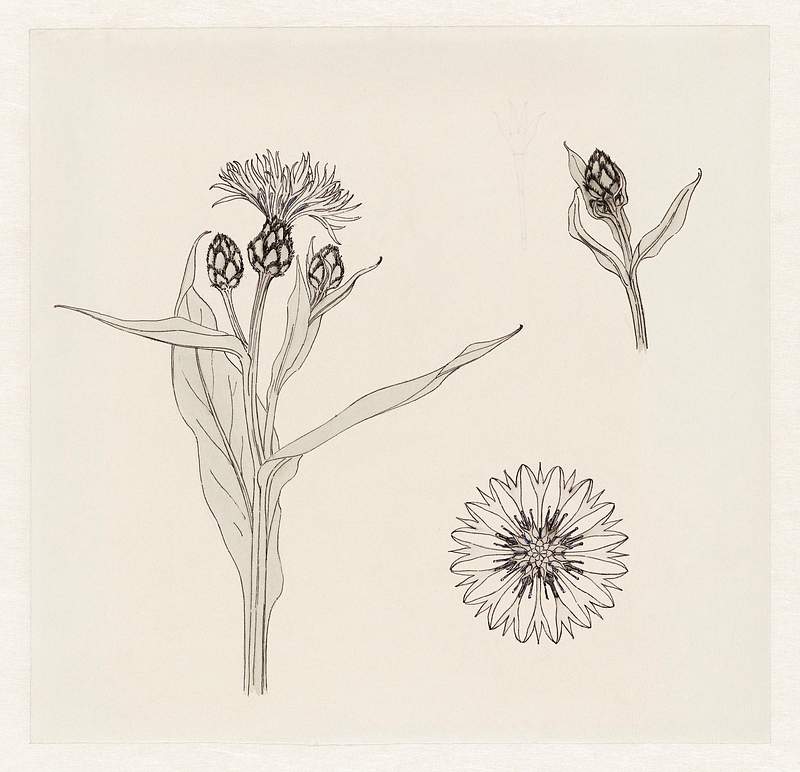 Cornflowers color sketch by Julie de Graag (1877-1924). Original from The Rijksmuseum. Digitally enhanced by rawpixel.