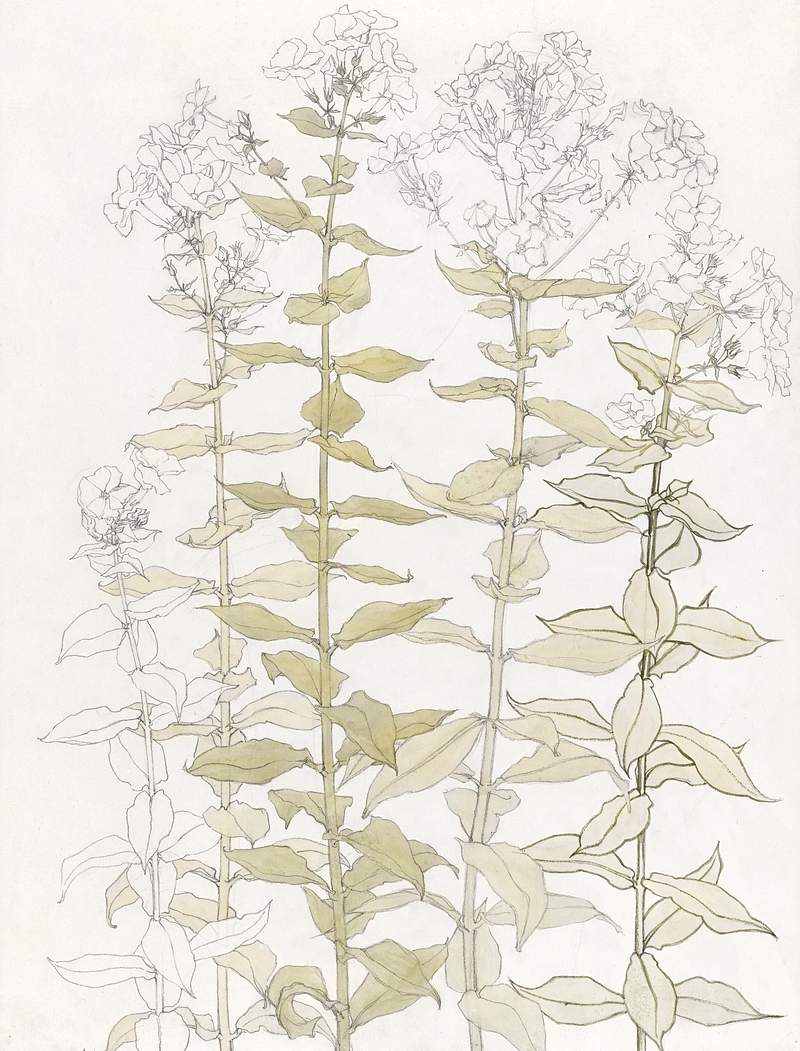 Phlox color sketch by Julie de Graag (1877-1924). Original from The Rijksmuseum. Digitally enhanced by rawpixel.
