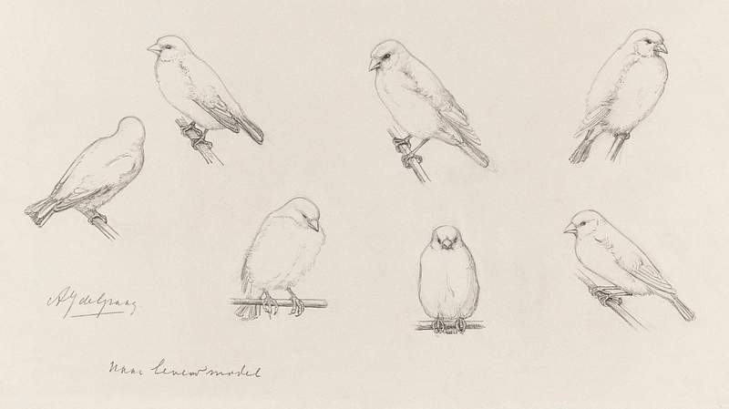 The canaries sketch by Julie de Graag (1877-1924). Original from The Rijksmuseum. Digitally enhanced by rawpixel.