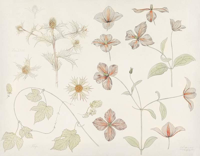Study sheet with Sea Thistle, Hop and Clematis (1899) by Julie de Graag (1877-1924). Original from The Rijksmuseum. Digitally…