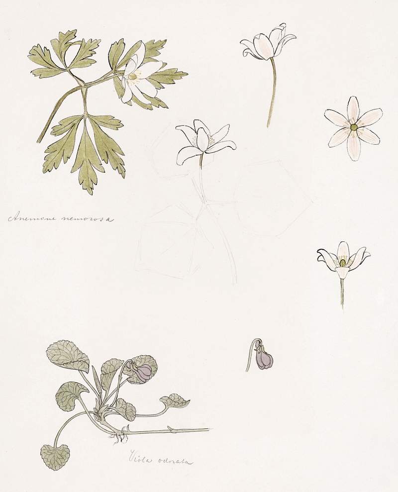 Sketches of wood anemone and sweet violet by Julie de Graag (1877-1924). Original from The Rijksmuseum. Digitally enhanced by…