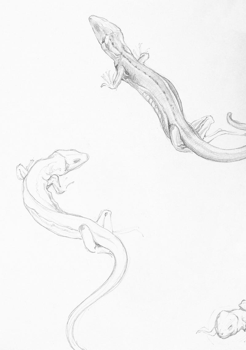 Sketches of lizards by Julie de Graag (1877-1924). Original from the Rijks Museum. Digitally enhanced by rawpixel. Sketches of lizards by Julie de Graag (1877-1924). Original from the Rijks Museum. Digitally enhanced by rawpixel.