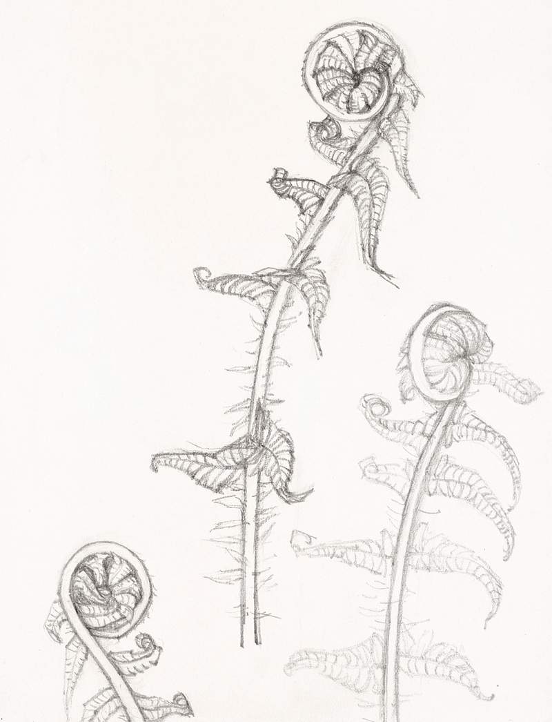 Sketches of fronds byJulie de Graag (1877-1924). Original from The Rijksmuseum. Digitally enhanced by rawpixel.