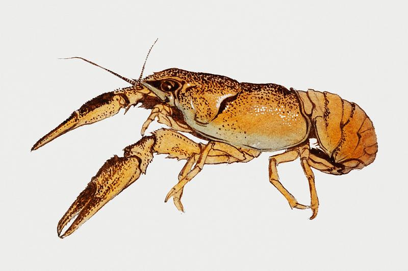 Vintage Illustration of Sketches of crayfish. Vintage Illustration of Sketches of crayfish.