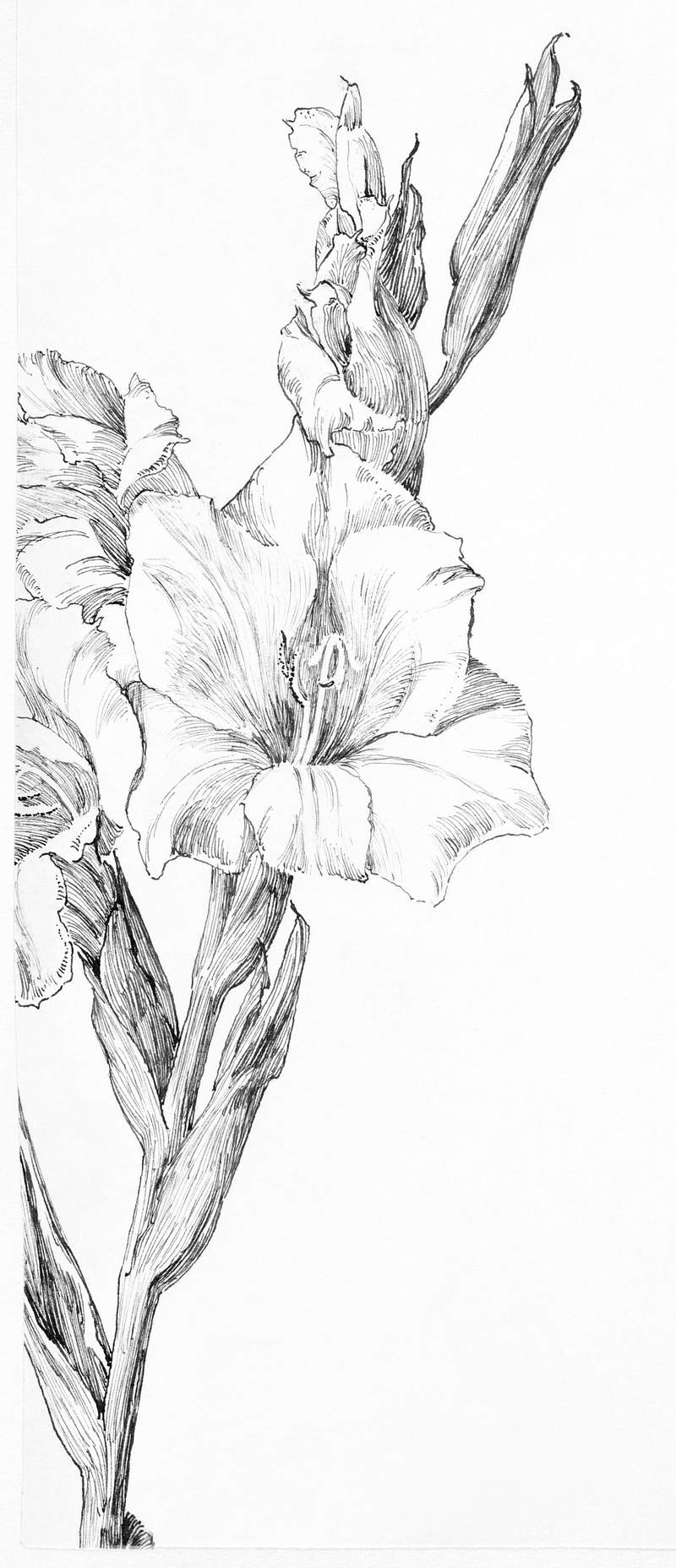 Gladiolus by Julie de Graag (1877-1924). Original from The Rijksmuseum. Digitally enhanced by rawpixel.