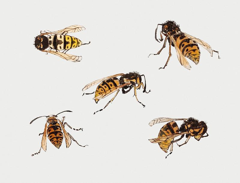 Studies of wasps by Julie de Graag (1877-1924). Original from the Rijks Museum. Digitally enhanced by rawpixel. Studies of wasps by Julie de Graag (1877-1924). Original from the Rijks Museum. Digitally enhanced by rawpixel.