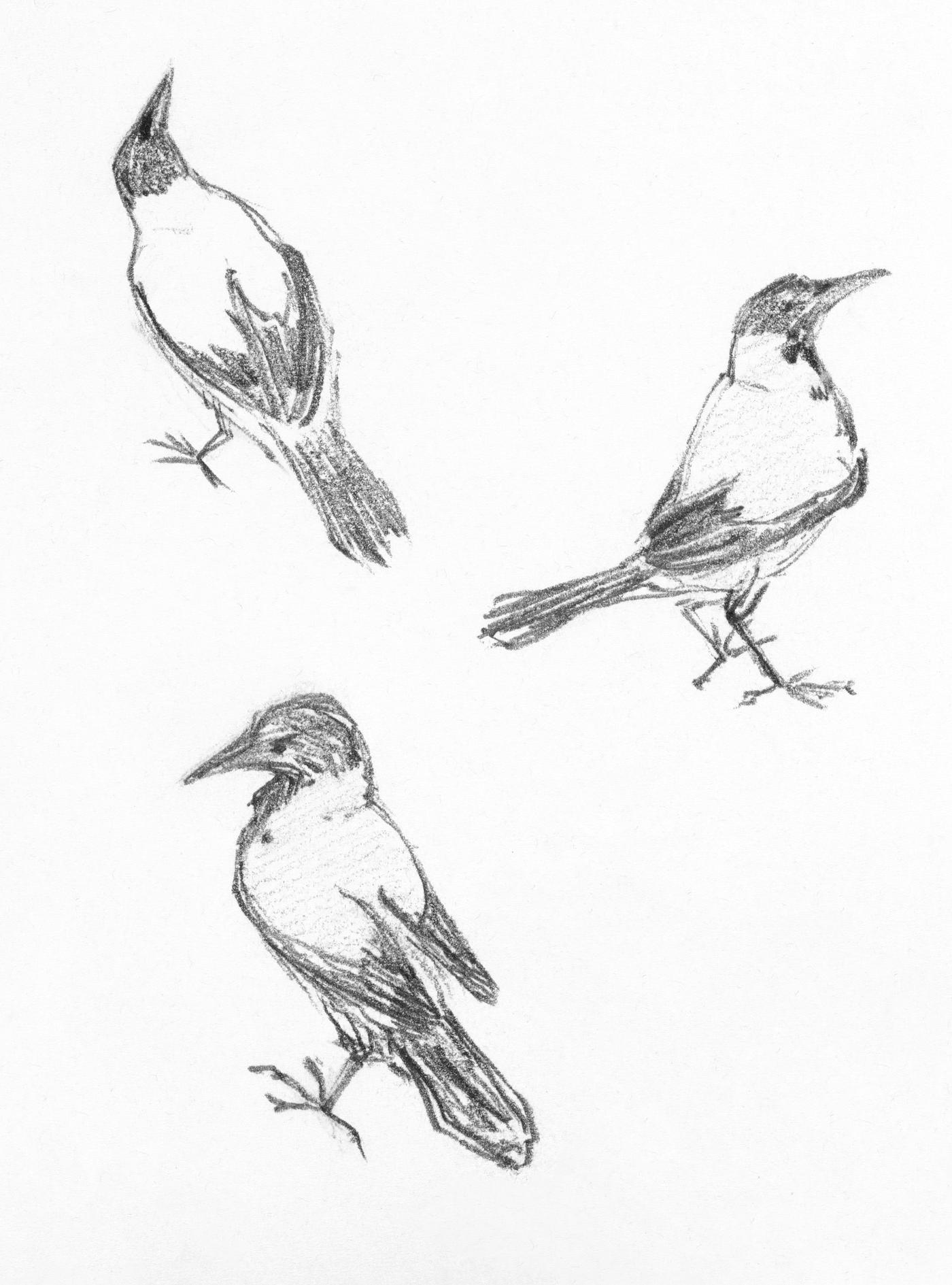 Three sketches of a crow by Julie de Julie de Graag (1877-1924). Original from The Rijksmuseum. Digitally enhanced by... Three sketches of a crow by Julie de Julie de Graag (1877-1924). Original from The Rijksmuseum. Digitally enhanced by...