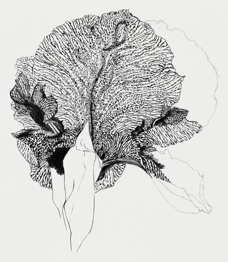 Iris byJulie de Graag (1877-1924). Original from the Rijks Museum. Digitally enhanced by rawpixel. Iris byJulie de Graag (1877-1924). Original from the Rijks Museum. Digitally enhanced by rawpixel.