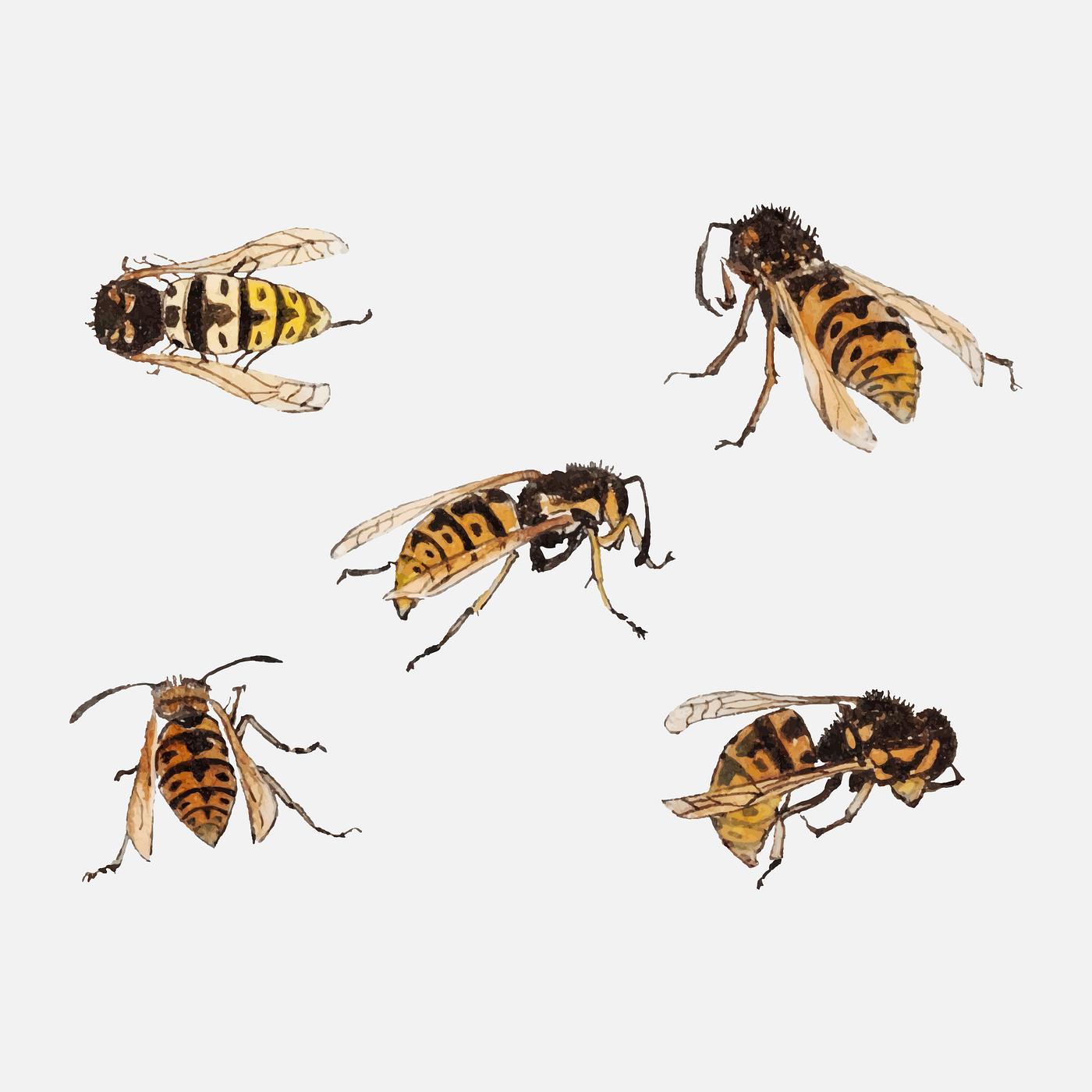Studies of wasps by Julie de Graag (1877-1924). Original from the Rijks Museum. Digitally enhanced by rawpixel. Studies of wasps by Julie de Graag (1877-1924). Original from the Rijks Museum. Digitally enhanced by rawpixel.