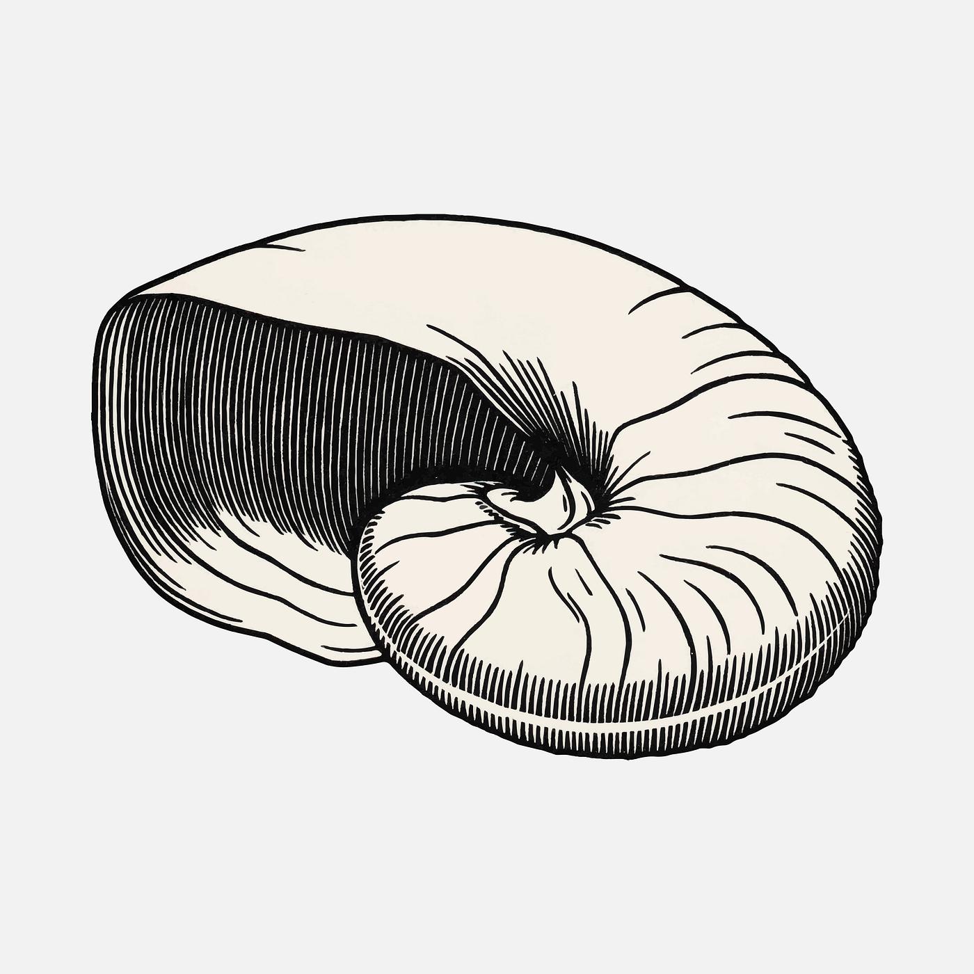 Shell (1921) by Julie de Graag (1877-1924). Original from the Rijks Museum. Digitally enhanced by rawpixel. Shell (1921) by Julie de Graag (1877-1924). Original from the Rijks Museum. Digitally enhanced by rawpixel.
