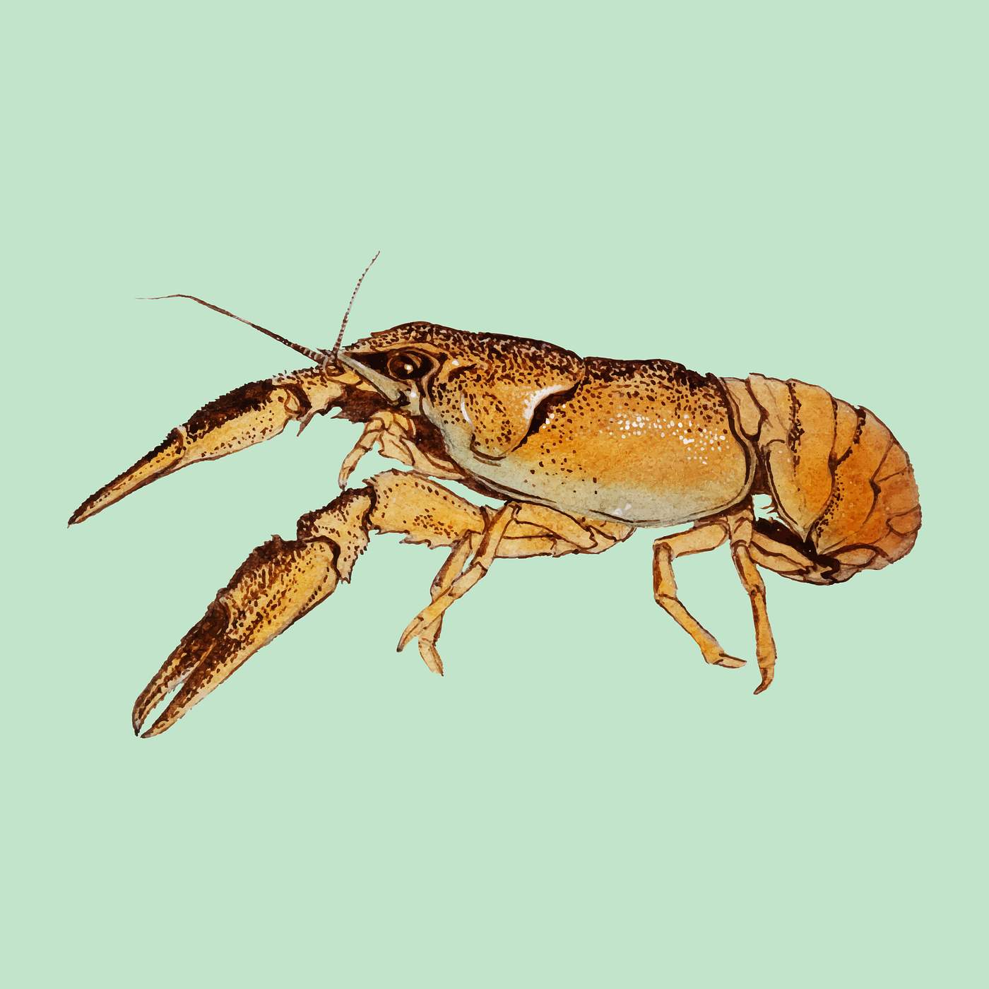 Sketches of crayfish by Julie de Graag(1877-1924). Original from the Rijks Museum. Digitally enhanced by rawpixel. Sketches of crayfish by Julie de Graag(1877-1924). Original from the Rijks Museum. Digitally enhanced by rawpixel.