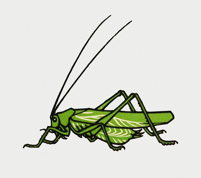 Vintage Illustration of Grasshopper. Vintage Illustration of Grasshopper.