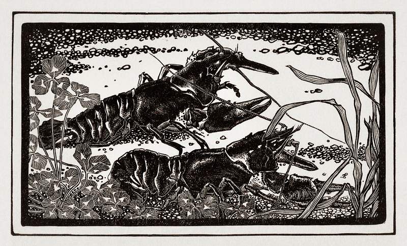 Two crayfish by Julie de Graag (1877-1924). Original from The Rijksmuseum. Digitally enhanced by rawpixel Two crayfish by Julie de Graag (1877-1924). Original from The Rijksmuseum. Digitally enhanced by rawpixel