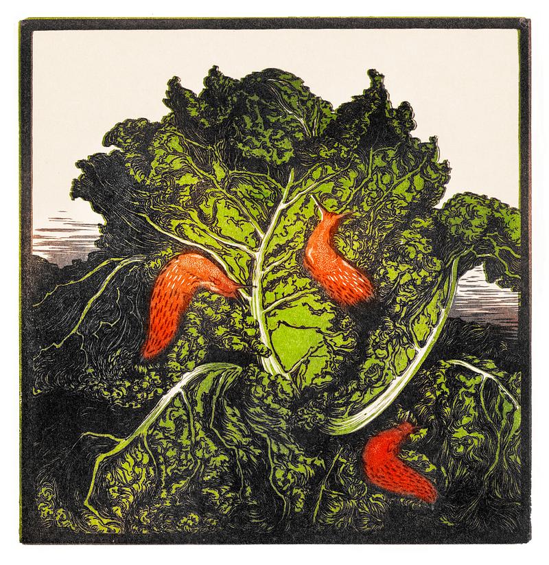 Three slugs on a cabbage by JJulie de Graag (1877-1924). Original from the Rijks Museum. Digitally enhanced by rawpixel. Three slugs on a cabbage by JJulie de Graag (1877-1924). Original from the Rijks Museum. Digitally enhanced by rawpixel.