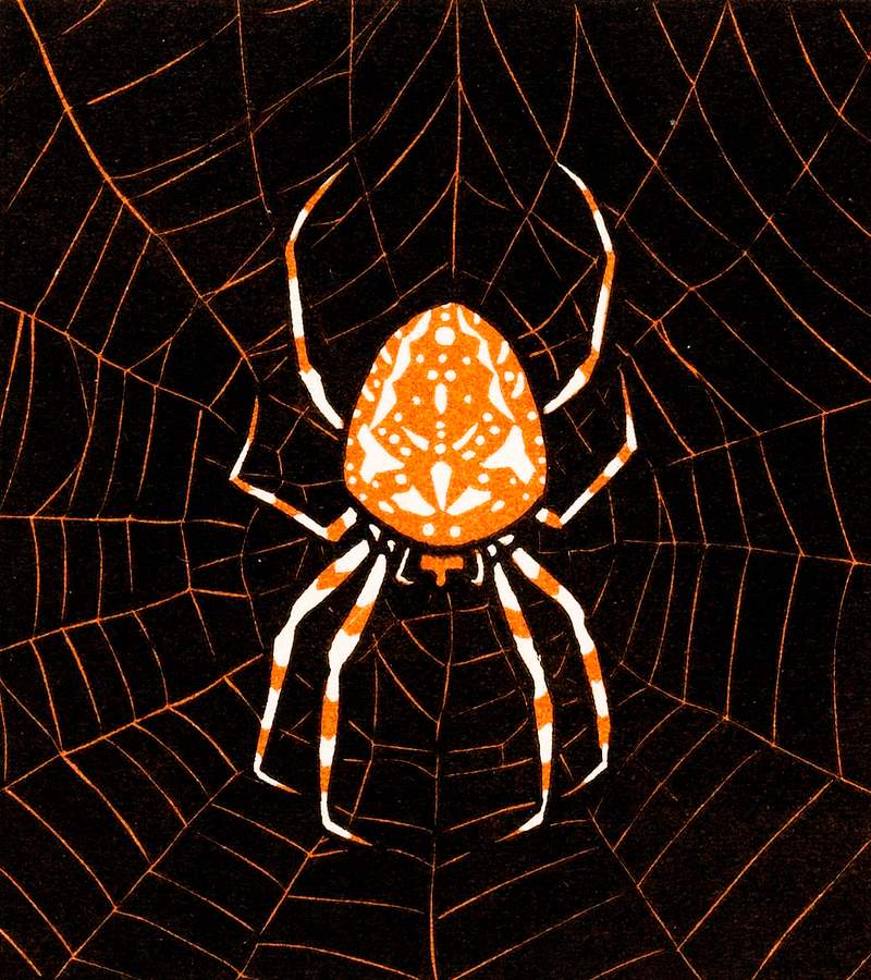 Spider in a web (1918) by Julie de Graag (1877-1924). Original from The Rijksmuseum. Digitally enhanced by rawpixel.