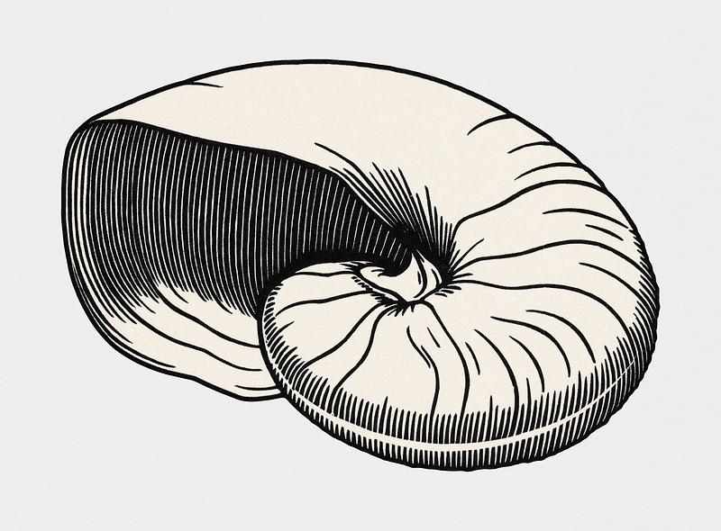 Vintage Illustration of Shell. Vintage Illustration of Shell.