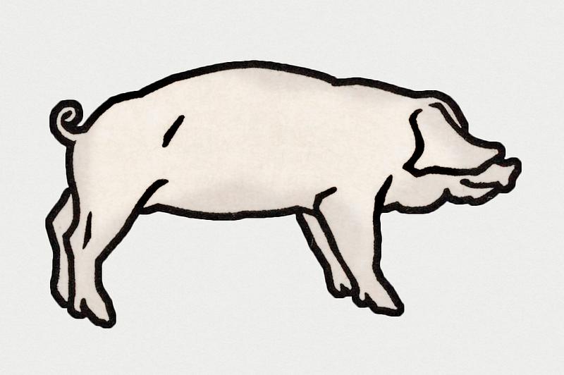 Vintage Illustration of Pig. Vintage Illustration of Pig.