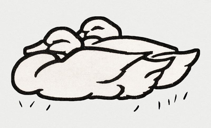 Vintage Illustration of Two ducks. Vintage Illustration of Two ducks.
