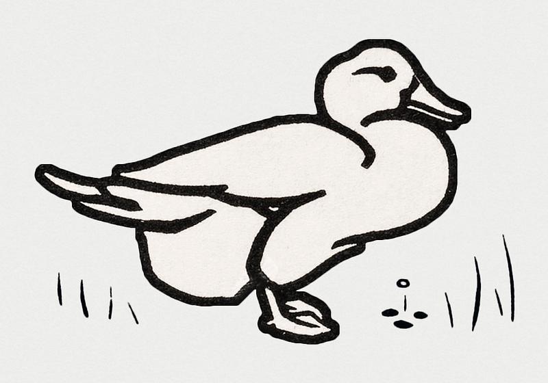 Vintage Illustration of Duck. Vintage Illustration of Duck.