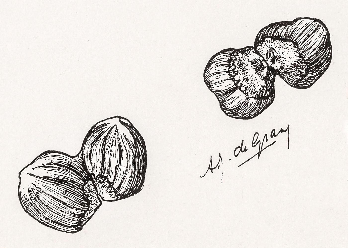 Four chestnuts by Julie de Graag (1877-1924). Original from The Rijksmuseum. Digitally enhanced by rawpixel. Four chestnuts by Julie de Graag (1877-1924). Original from The Rijksmuseum. Digitally enhanced by rawpixel.