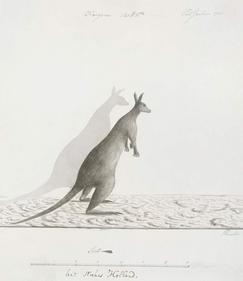 Free royalty image about Macropus sp. (Kangaroo) (1788) by John Hunter. Original from The Rijksmuseum. Digitally enhanced by rawpixel. Macropus sp. (Kangaroo) (1788) by John Hunter. Original from The Rijksmuseum. Digitally enhanced by rawpixel.