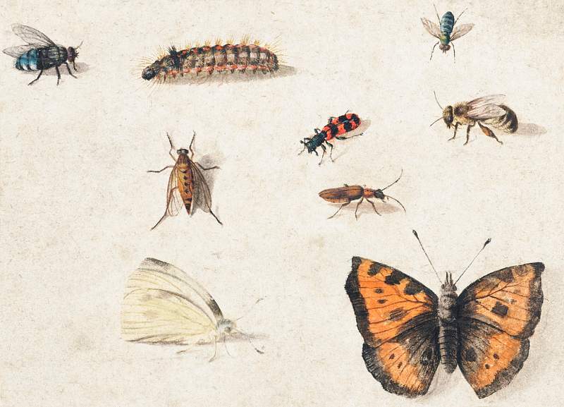 Sheet of Studies of Nine Insects (1660–1665) by Jan van Kessel. Original from The Rijksmuseum. Digitally enhanced by…