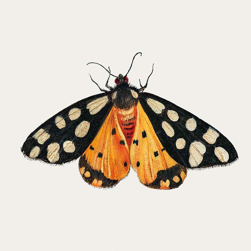 Butterfly from Insects and Fruits (1660–1665) by Jan van Kessel. Original from The Rijksmuseum. Digitally enhanced by…
