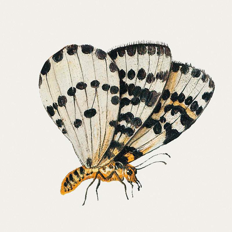 Butterfly from Insects and Fruits (1660–1665) by Jan van Kessel. Original from The Rijksmuseum. Digitally enhanced by…
