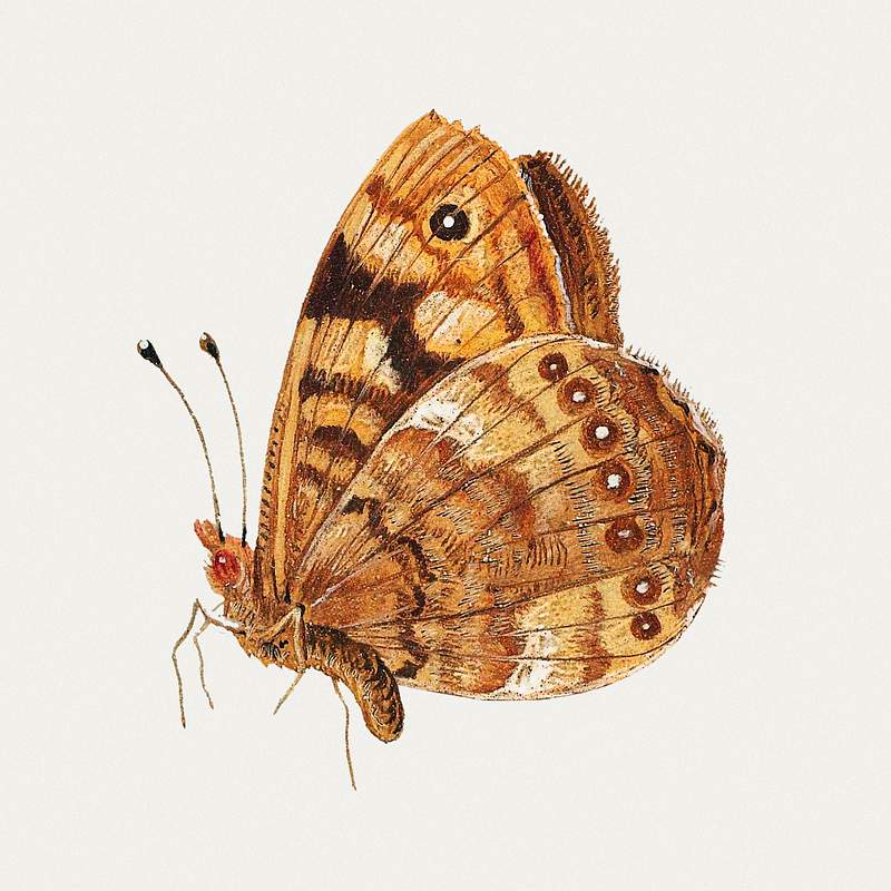 Moth from Insects and Fruits (1660–1665) by Jan van Kessel. Original from The Rijksmuseum. Digitally enhanced by…