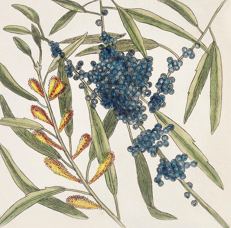 Sorrel Tree (Frutex follis oblongs acuminatis) and Acacia with rofe-colored flowers (Pseudo-acacia bifpida floribus rofeis, Candle-berry Myrtle (Myrtus Brabantice fimilis Carolinenfis) from The Natural History of Carolina, Florida, and the Bahama Islands (1754) by Mark Catesby (1683-1749). Sorrel Tree (Frutex follis oblongs acuminatis) and Acacia with rofe-colored flowers (Pseudo-acacia bifpida floribus rofeis…