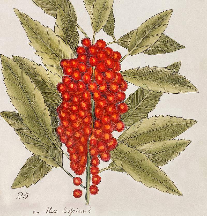 Dogwood Tree (Cornus Was Virginiana). Fringe Tree (Amelanchior Virginiana). Dahoon Holly (Agrifolium Carolinenfe). Yapon (Caffena vera Floridanorum) from The Natural History of Carolina, Florida, and the Bahama Islands (1754) by Mark Catesby (1683-1749). Original from The Beinecke Rare Book & Manuscript Library. Digitally enhanced by rawpixel. Dogwood Tree (Cornus Was Virginiana). Fringe Tree (Amelanchior Virginiana). Dahoon Holly (Agrifolium Carolinenfe). Yapon…
