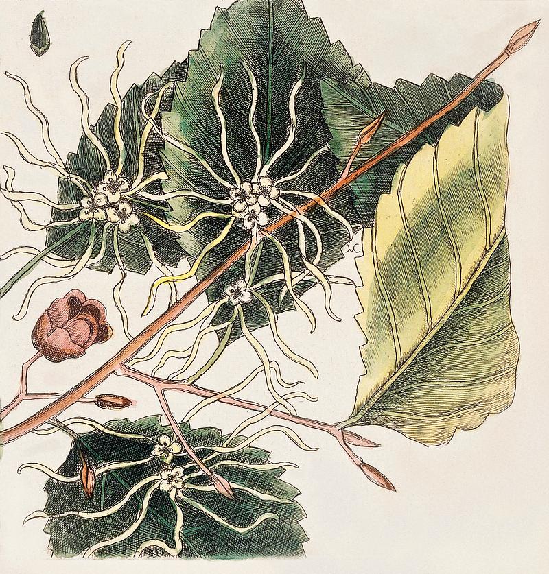 Upright Honey-fuckle (Ciflus Virginiana), Yellow Jasmine (Falminum lute odoratum Virginiana), Hamamelis, Frutex corni foliis from The Natural History of Carolina, Florida, and the Bahama Islands (1754) by Mark Catesby (1683-1749). Upright Honey-fuckle (Ciflus Virginiana), Yellow Jasmine (Falminum lute odoratum Virginiana), Hamamelis, Frutex corni foliis…