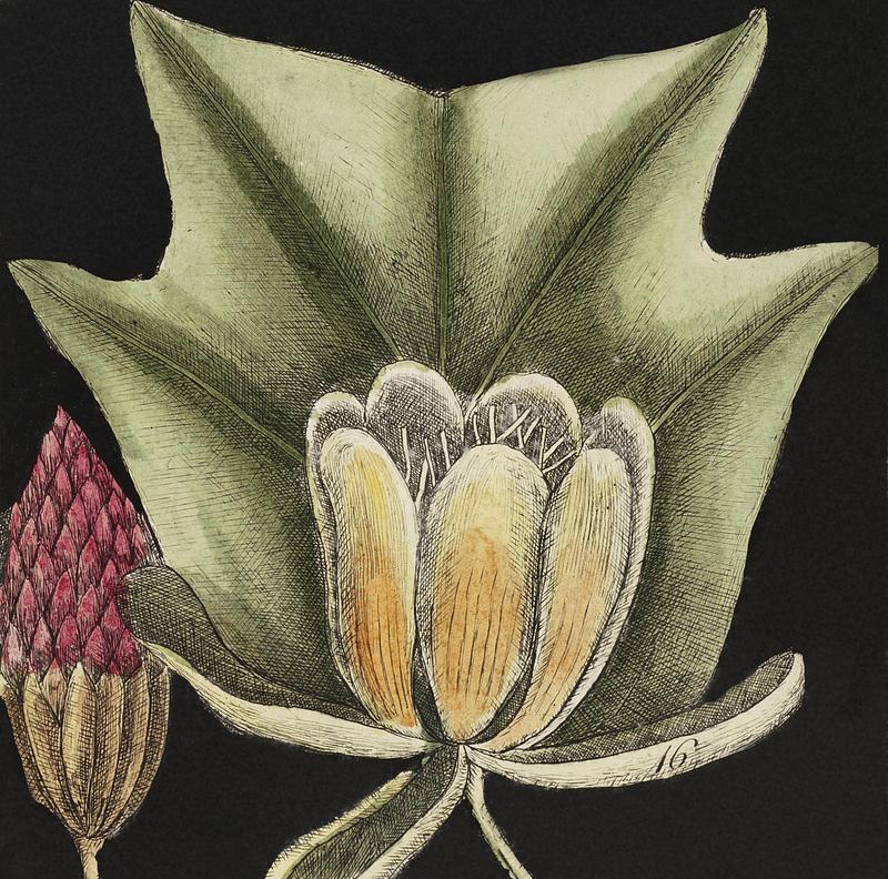 Cypress of America (Cupressus Americana), Sweet Gum Tree (Liquid-ambari arbor), Tulip Tree (Arbor tulipifera Virginiana) and Water tupelo (Arbor in aqua nascens) from The Natural History of Carolina, Florida, and the Bahama Islands (1754) by Mark Catesby (1683-1749). Cypress of America (Cupressus Americana), Sweet Gum Tree (Liquid-ambari arbor), Tulip Tree (Arbor tulipifera Virginiana) and…