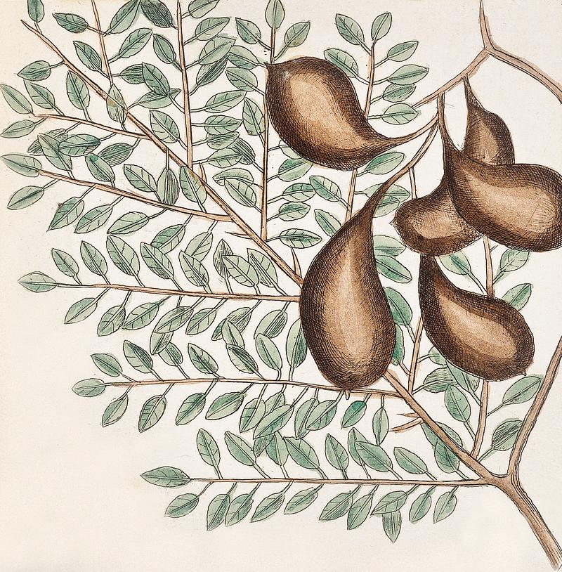 Sorrel Tree (Frutex follis oblongs acuminatis) and Acacia with rofe-colored flowers (Pseudo-acacia bifpida floribus rofeis, Candle-berry Myrtle (Myrtus Brabantice fimilis Carolinenfis) from The Natural History of Carolina, Florida, and the Bahama Islands (1754) by Mark Catesby (1683-1749). Sorrel Tree (Frutex follis oblongs acuminatis) and Acacia with rofe-colored flowers (Pseudo-acacia bifpida floribus rofeis…