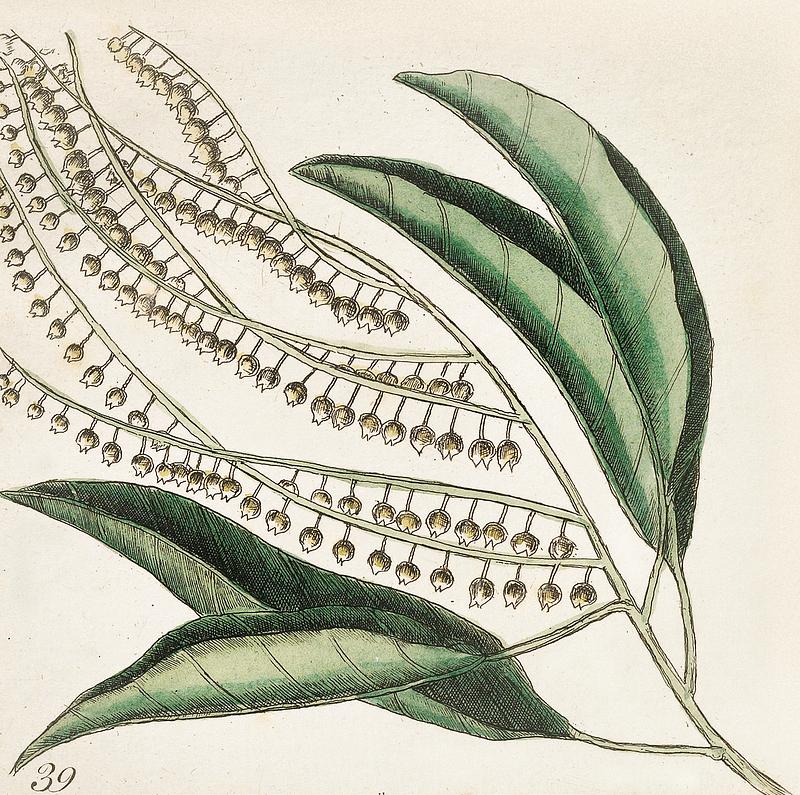 Sorrel Tree (Frutex follis oblongs acuminatis) and Acacia with rofe-colored flowers (Pseudo-acacia bifpida floribus rofeis, Candle-berry Myrtle (Myrtus Brabantice fimilis Carolinenfis) from The Natural History of Carolina, Florida, and the Bahama Islands (1754) by Mark Catesby (1683-1749). Sorrel Tree (Frutex follis oblongs acuminatis) and Acacia with rofe-colored flowers (Pseudo-acacia bifpida floribus rofeis…