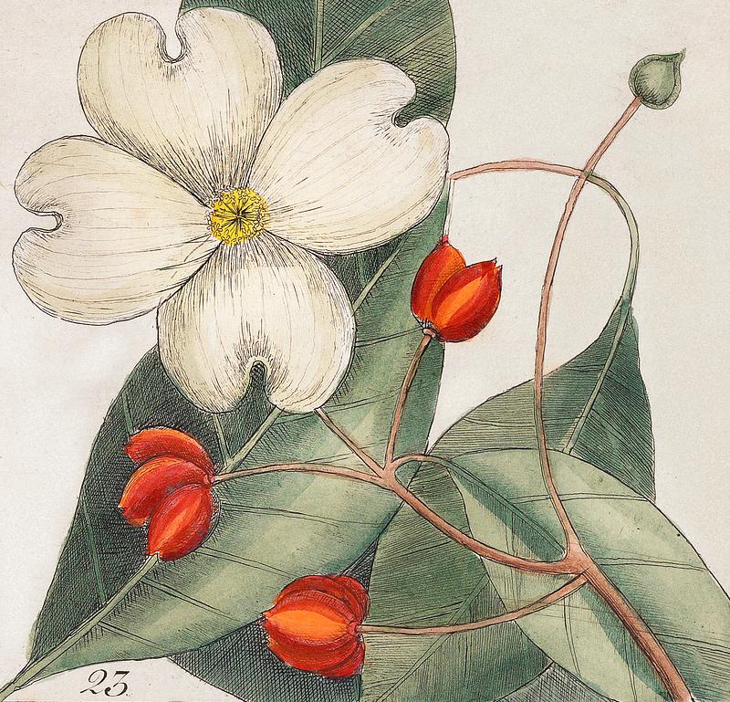 23. Dogwood Tree (Cornus Was Virginiana 24. Fringe Tree (Amelanchior Virginiana) 25. Dahoon Holly (Agrifolium Carolinenfe) 26. Yapon (Caffena vera Floridanorum) from The Natural History of Carolina, Florida, and the Bahama Islands (1754) by Mark Catesby (1683-1749). 23. Dogwood Tree (Cornus Was Virginiana 24. Fringe Tree (Amelanchior Virginiana) 25. Dahoon Holly (Agrifolium Carolinenfe)…