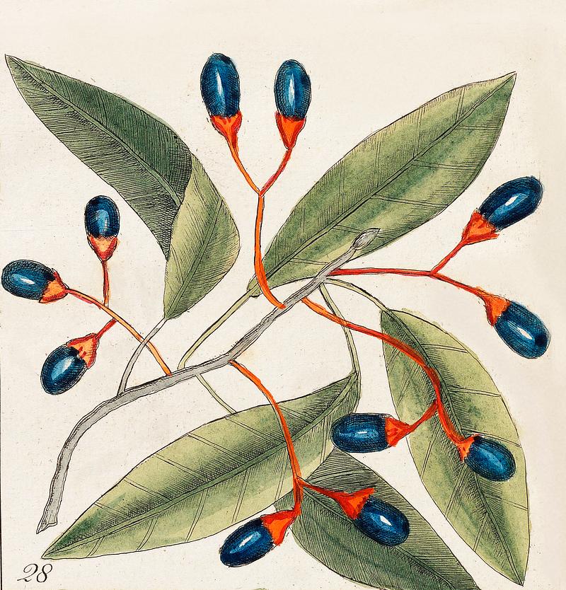Tupelo Tree (Arbor in aqua nafeens) , Red Bay (Laurus Carolinenfis), Purple-berried Bay (Liguftrum Lauri folio), Saffafras Tree (Cornus Mas odorato) from The Natural History of Carolina, Florida, and the Bahama Islands (1754) by Mark Catesby (1683-1749). Tupelo Tree (Arbor in aqua nafeens) , Red Bay (Laurus Carolinenfis), Purple-berried Bay (Liguftrum Lauri folio), Saffafras…