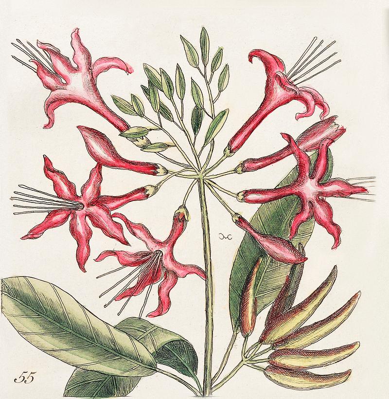 Upright Honey-fuckle (Ciflus Virginiana), Yellow Jasmine (Falminum lute odoratum Virginiana), Hamamelis, Frutex corni foliis from The Natural History of Carolina, Florida, and the Bahama Islands (1754) by Mark Catesby (1683-1749). Upright Honey-fuckle (Ciflus Virginiana), Yellow Jasmine (Falminum lute odoratum Virginiana), Hamamelis, Frutex corni foliis…