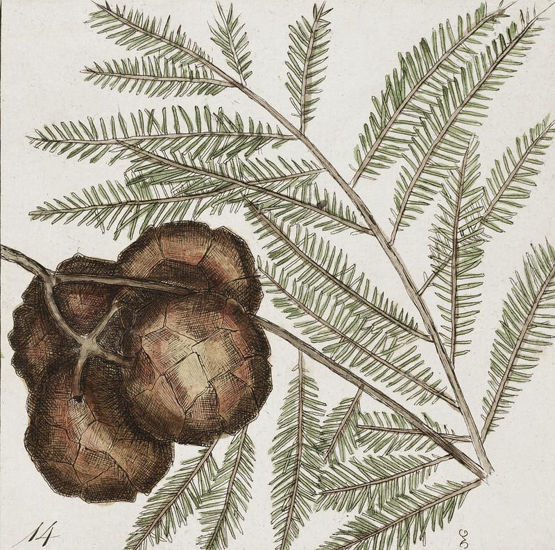 Cypress of America (Cupressus Americana), Sweet Gum Tree (Liquid-ambari arbor), Tulip Tree (Arbor tulipifera Virginiana) and Water tupelo (Arbor in aqua nascens) from The Natural History of Carolina, Florida, and the Bahama Islands (1754) by Mark Catesby (1683-1749). Cypress of America (Cupressus Americana), Sweet Gum Tree (Liquid-ambari arbor), Tulip Tree (Arbor tulipifera Virginiana) and…