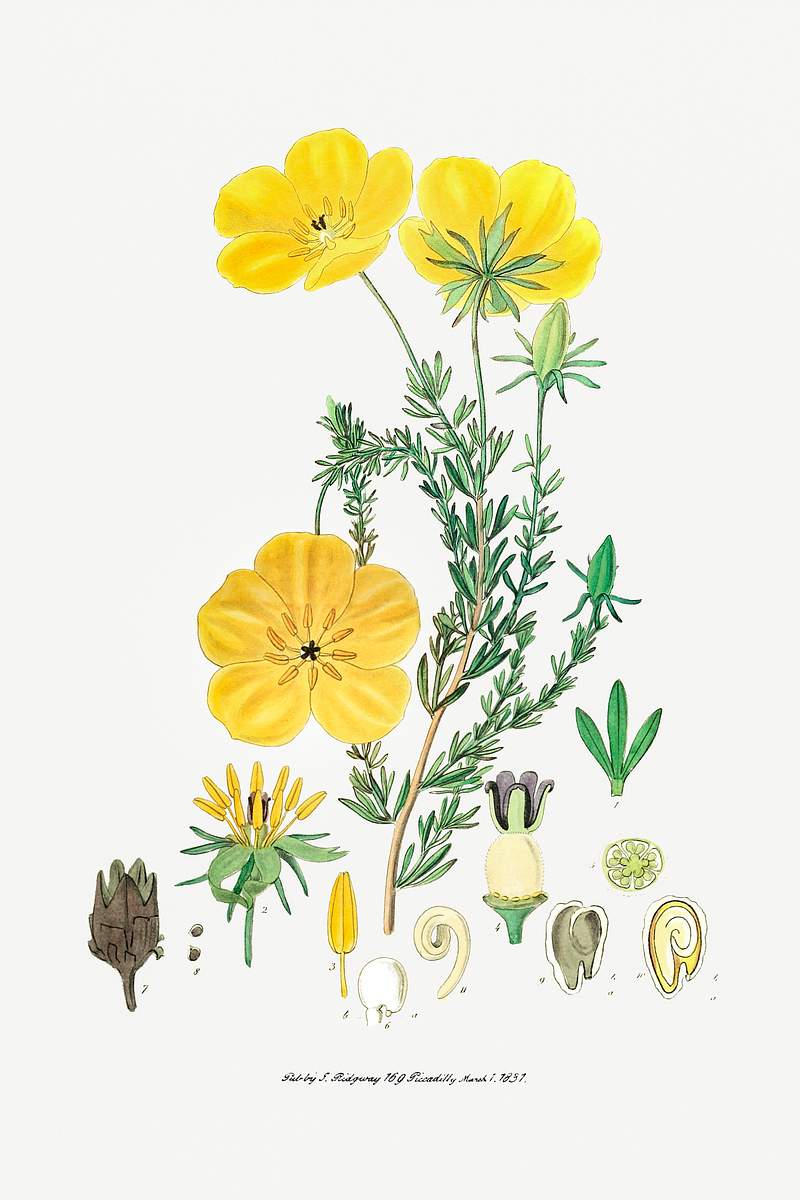 Long-stalked ledocarpum from Edwards’s Botanical Register (1829—1847) by Sydenham Edwards, John Lindley, and…