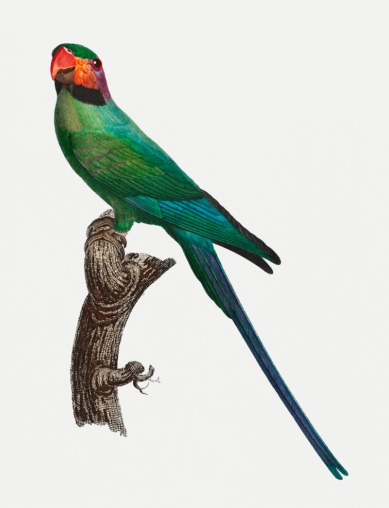 Blossom-headed parakeet Ring-necked parakeet with red cheeks illustration