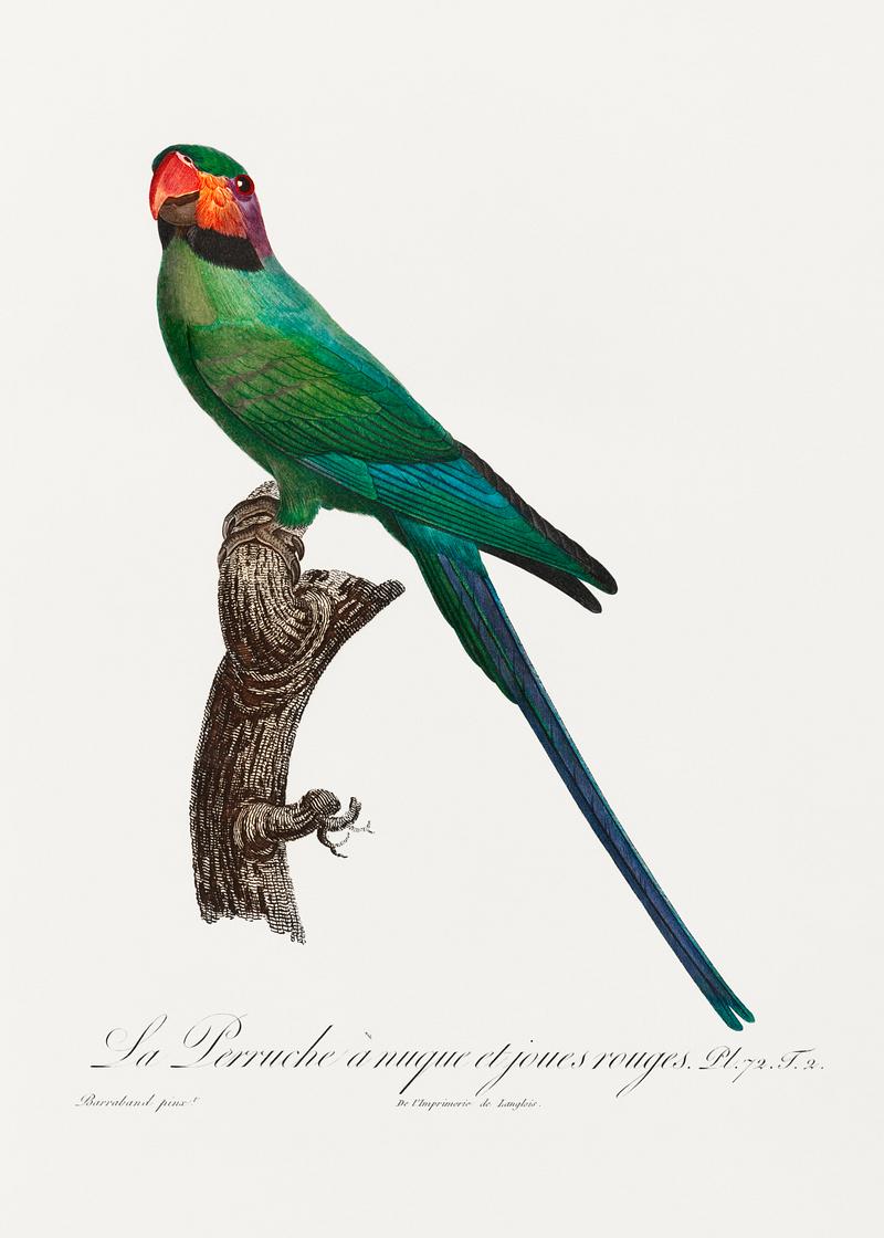 Blossom-headed parakeet vintage poster The Blossom-Headed Parakeet with Red Cheeks from Natural History of Parrots (1801—1805) by Francois Levaillant.…