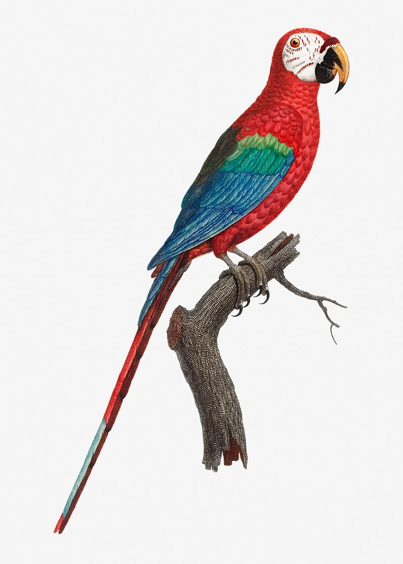 Scarlet macao Colorful Scarlet Macao vintage illustration