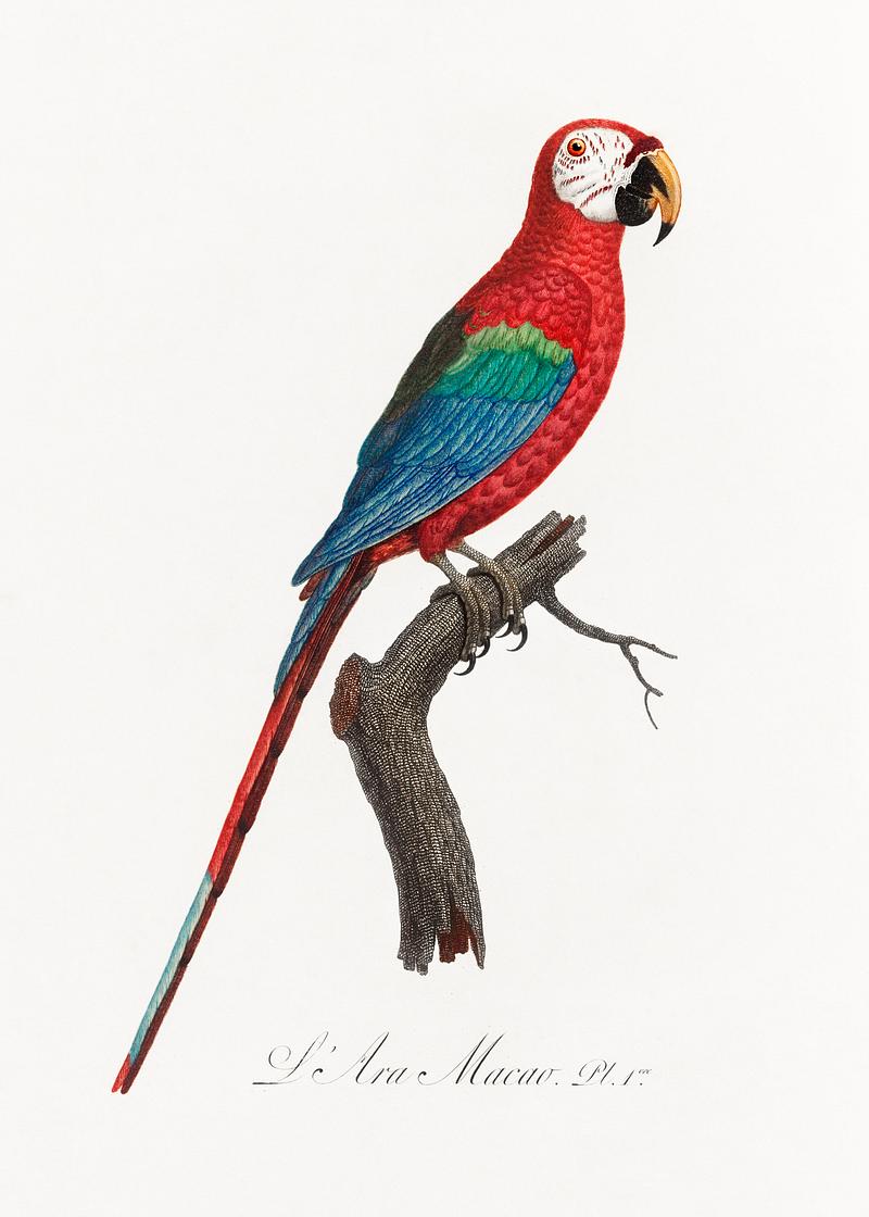 Scarlet macao vintage poster Scarlet Macao, Ara Macao from Natural History of Parrots (1801—1805) by Francois Levaillant. Original from the…