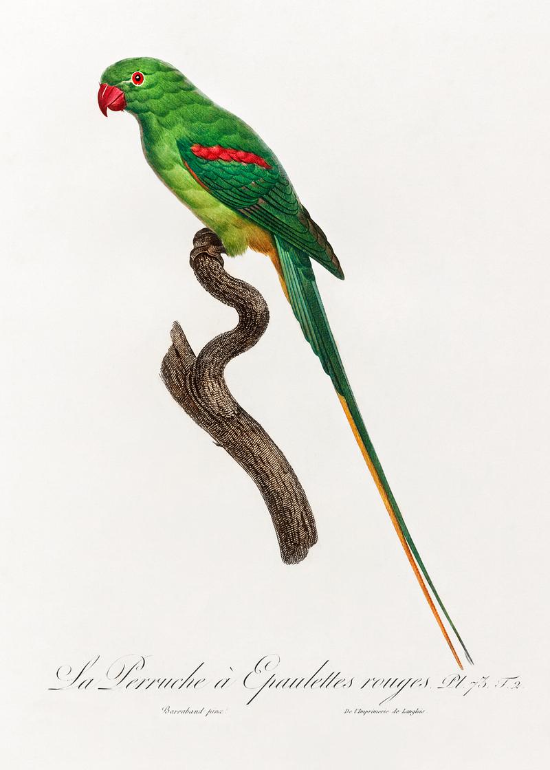 Alexandrine parrot vintage poster The Alexandrine Parakeet from Natural History of Parrots (1801—1805) by Francois Levaillant. Original from the…