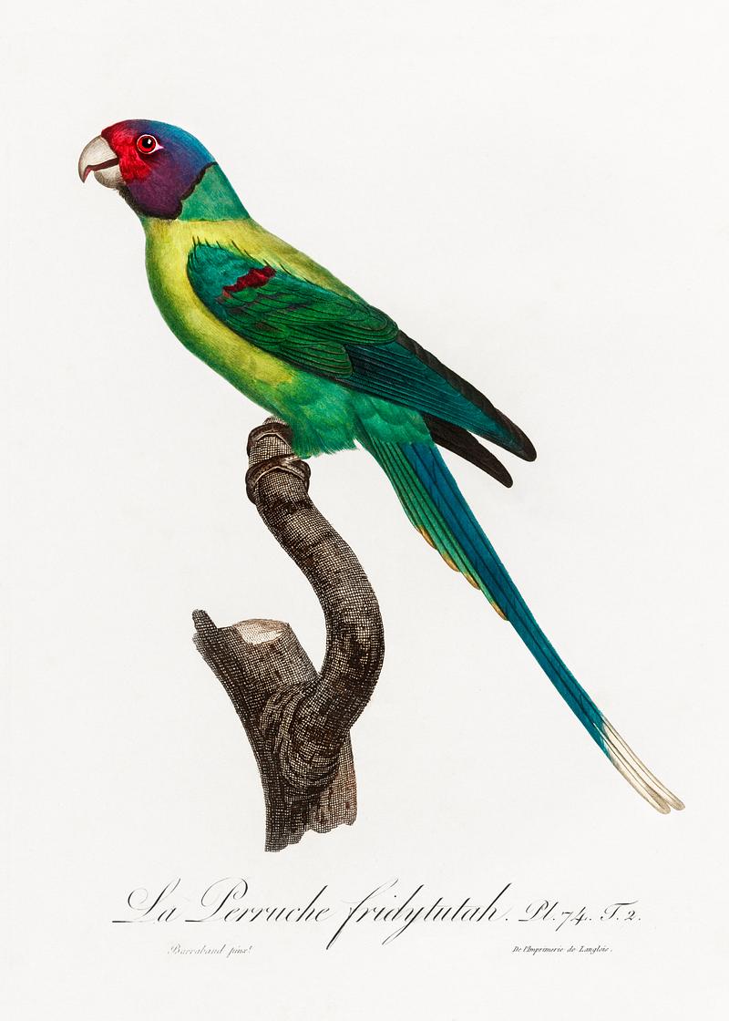 Plum-headed parakeet vintage poster The Plum-Headed Parakeet from Natural History of Parrots (1801—1805) by Francois Levaillant. Original from the…