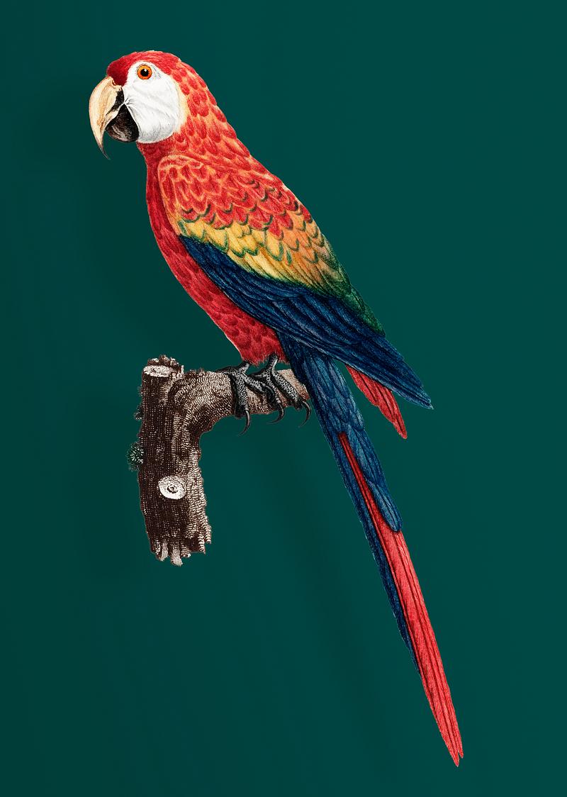 Ara macao Colorful Araracanga vintage illustration