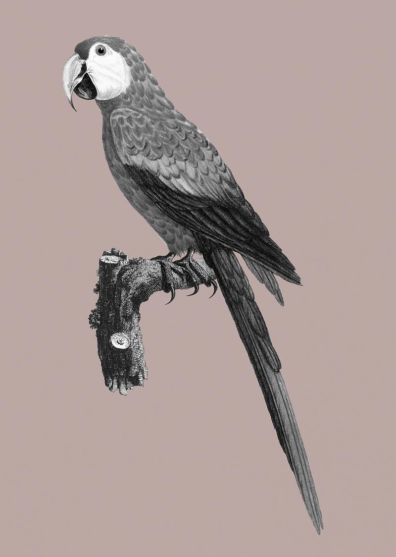 Araracanga Black and white Araracanga vintage illustration