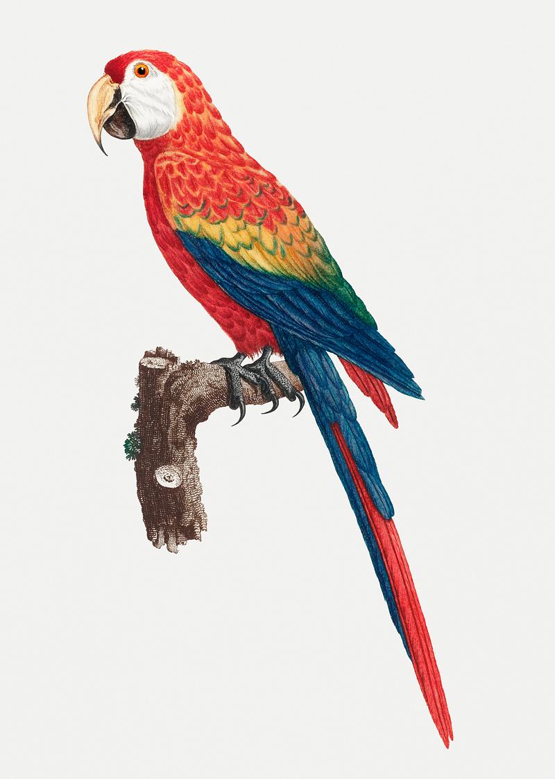 Ara macao Colorful Araracanga vintage illustration