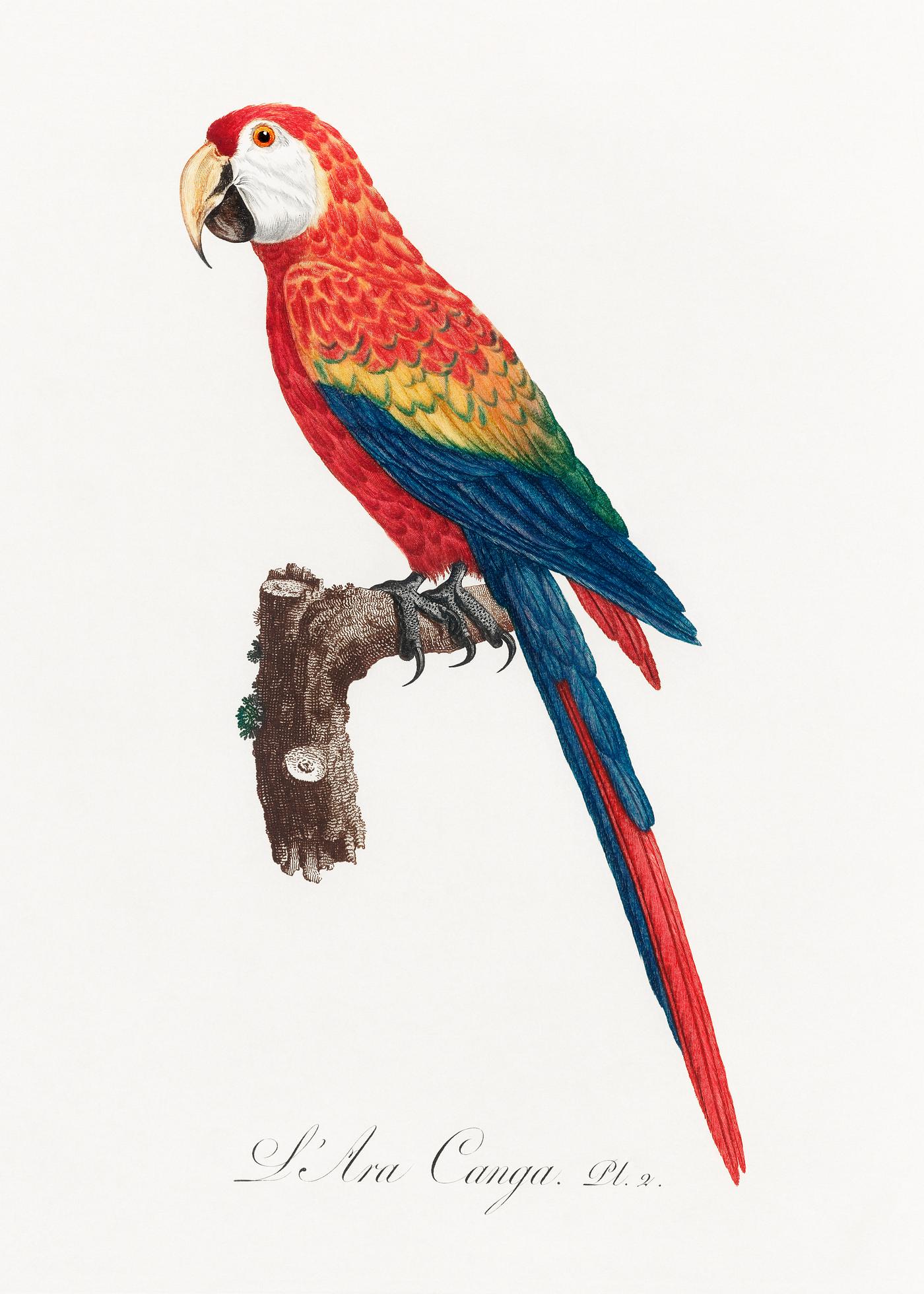 Ara Canga from Natural History of Parrots (1801—1805) by Francois Levaillant. Original from the Biodiversity Heritage... Ara Canga from Natural History of Parrots (1801—1805) by Francois Levaillant. Original from the Biodiversity Heritage...